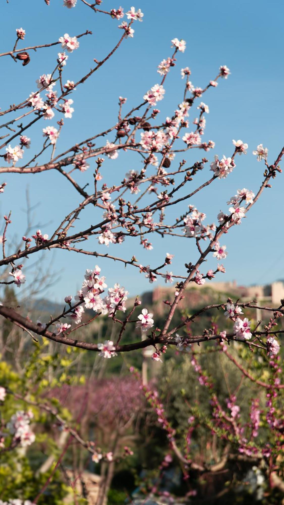 Hotel Mandalin Glamping Selçuk Exterior foto